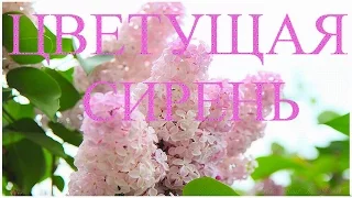 Весна май Цветущая сирень Blooming lilacs Красивое поздравление друзьям Музыкальная видео открытка