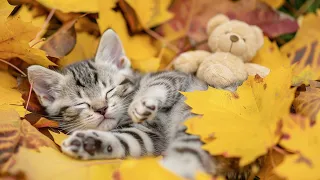 LONGEST EVER Music for Cats 🐱 24 Hours Soothing Sleep Music, Cat Purring Sounds | Sleepy Cat 💤