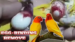 AFRICAN LOVEBIRD EGG BINDING REMOVE #africanlovebirds #birdslover #parakeets #hagoromo #birdsprice
