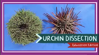 Sea Urchin Dissection || Aristotle's Lantern [EDU]