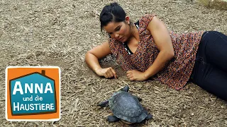 Schildkröte | Information für Kinder | Anna und die Haustiere