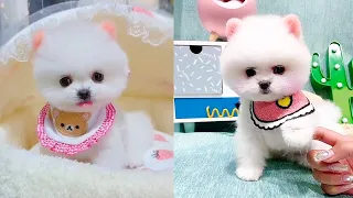 Cute and Funny Pomeranian Videos 136 #Shorts