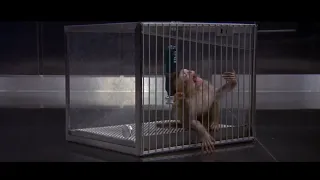Monkey's death from gas  (HD)