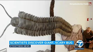 Giant millipede fossil discovered in England reveals 'the biggest bug that ever lived' l ABC7