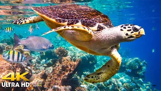 11 HRS of 4K Turtle Paradise - Undersea Nature Relaxation Film + Piano Music | 4K VIDEO Ultra HD