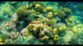 Unspoilt coral garden, nr Filitheyo Island Resort, Faafu Atoll, Maldives Dec 2022 (4K)