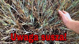 #342- Susza już zebrała swoje żniwo! Powypalana pszenica-  szału już nie będzie - SUSZA!!!