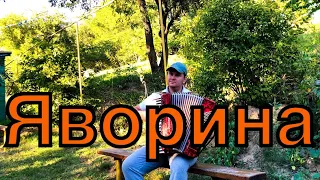 Степан Гіга Яворина #cover #степангіга