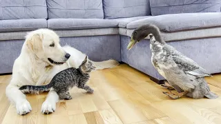 Funny Reaction of Golden Retriever and Tiny Kitten to Meeting with Giant Duck