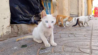 Kittens went out looking for food from the box because the mother cat's breast is empty