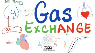 Gas Exchange and The Oxygen-Dissociation Curve 🫁