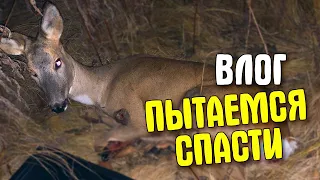 ПЫТАЕМСЯ СПАСТИ РАНЕНОЕ ЖИВОТНОЕ!