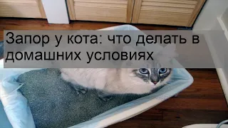 Запор у кота: что делать в домашних условиях