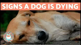 How to Know if Your Dog is Going to Die