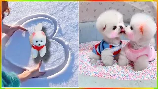 Tik Tok Chó Phốc Sóc Mini 😍 Funny and Cute Pomeranian #420