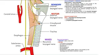 Cranial Nerve X - Vagus Nerve [Part 2a] | Structure & Functions of UQ & Thoracic Branches