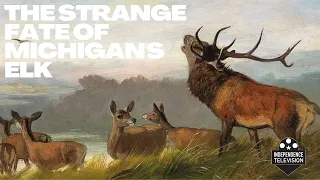 The Strange Fate of Michigan's Elk - Michigan Moment