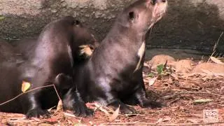 The Giant Otters are Making a Splash at their Debut