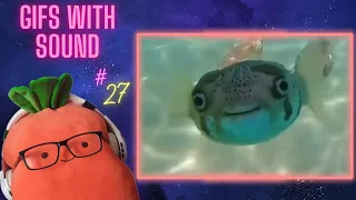 Gifs with sound mix & offensive memes #27