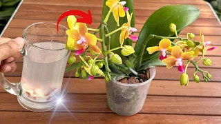 The Magic of 1 Cup Every Week! Orchids Race Each Other to Bloom 300 Times More