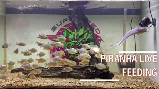 50 Piranhas Devour Prey in Aggressive Feeding Frenzy! (Live Feeding)