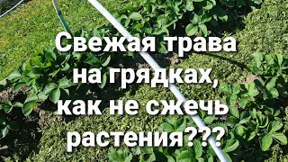 Мульча из свежей травы, залог чистых ягод в июне. Как не допустить ошибок. 20 мая 2021 г.