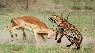 The Most Classic Battles in Wild Animals   Wild Animals Fight 2021