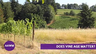 Do old vines matter? Jason Lett - Eyrie Vineyards