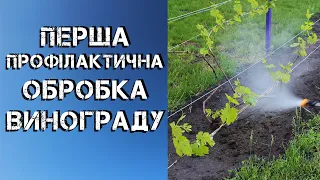 Перша профілактична обробка винограду