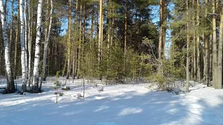 Spring forest, spring begins in the forest, clear blue sky, snow melts, the beginning of spring