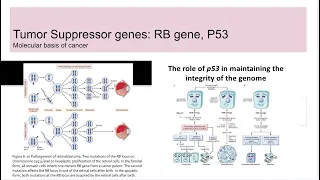 Tumor suppressor genes: RB gene and p53