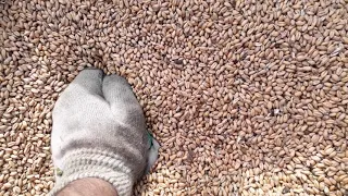 Посев озимой пшеницы перед дождем