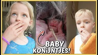 ER ZiJN BABY KONiJNTJES GEBOREN! 🐰💖 | Bellinga Vlog #2468