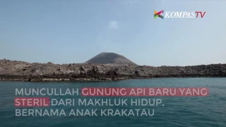 Begini Suksesi di Gunung Krakatau