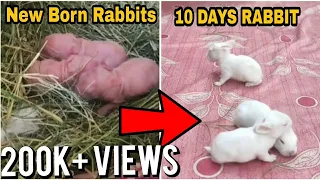 Rabbit Babies Newborn to 10 days - Baby Bunny Kits | Baby Rabbit 1 to 10 Days