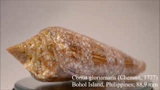 World's most expensive shell - Conus gloriamaris (Chemnit, 1777) 海之榮光芋螺 - HD video 1080p 360º