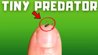 I gave the smallest scorpion ever a new home (and a snack)...