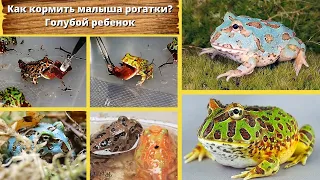 Как кормить малыша рогатки? Голубой ребенок.