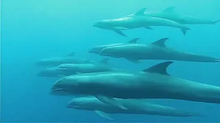 The Grieving Dolphin: Feeding, Defending, and Reproducing | Documentary