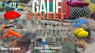GALIF STREET FISH MARKET recent Fish collections & price updates 🥶🔥|Biggest Pet market of India😳😱🔥