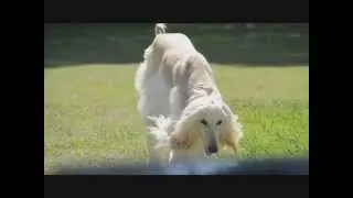 Afghan Hound enjoying the summertime with K9 friends.