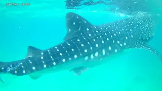 Whale Sharks in Oslob Cebu Philippines with HarryWS