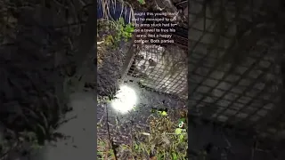 #racooncity #racoon #rescuemission #tnvr #trashpanda #sos #stuck #scared #saved #freeatlast