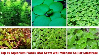 Top 10 Aquarium Plants That Grow Well Without Soil or Substrate