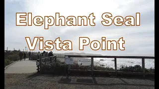 Elephant Seal Vista Point in San Simeon in February | CALIFORNIA WILDLIFE