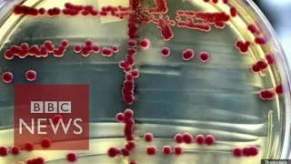 What is a superbug? BBC News