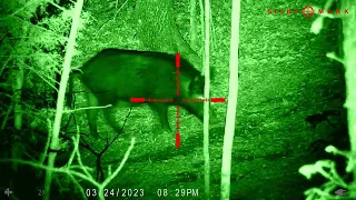 Wild Hog Harvest - Sightmark Wraith Nightvision Rifle Scope