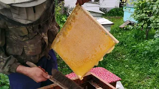 Подняли цену на мед. Откачка меда на маленькой пасеке. Формировка гнезда у пчел на зиму.