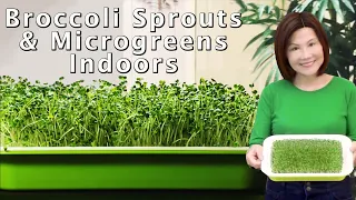Growing Broccoli Sprouts and Microgreens - Hydroponic & No Soil Needed 室内西兰花芽苗