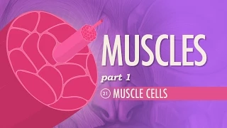 Muscles, Part 1 - Muscle Cells: Crash Course Anatomy & Physiology #21